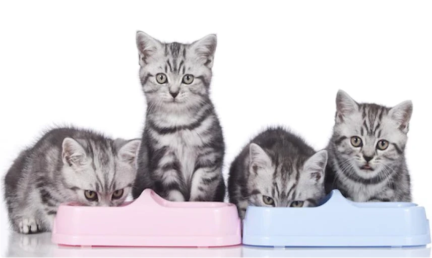 cat pads cat pads